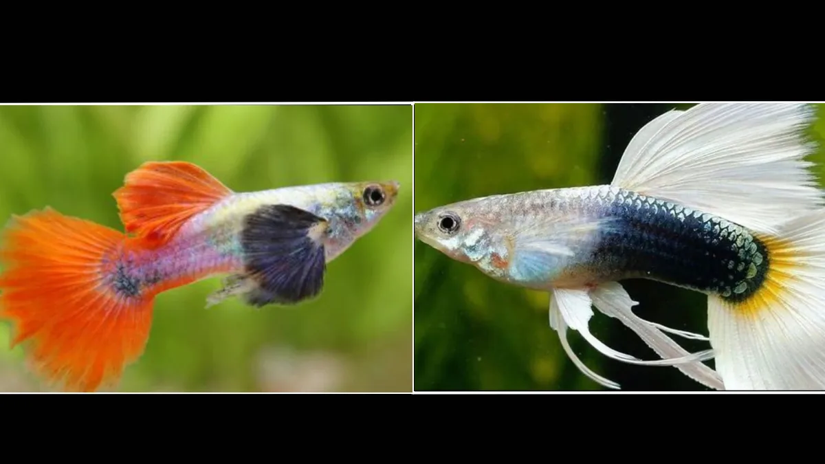 gambar-ikan-guppy-hb-white-vs-guppy-platinum-red-tail (1) Gambar ikan guppy hb white vas guppy platinum