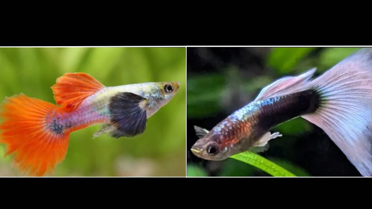 gambar-ikan-guppy-hb-white-vs-guppy-platinum-red-tail (2) Gambar ikan guppy hb white vas guppy platinum