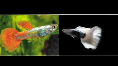 Gambar ikan guppy hb white vas guppy platinum