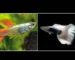Gambar ikan guppy hb white vas guppy platinum