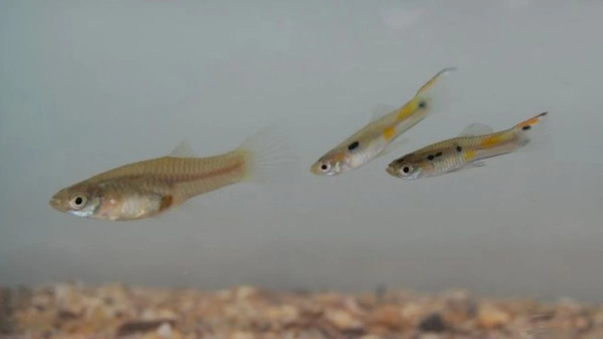 gambar-ikan-guppy-liar (1) gambar ikan guppy liar