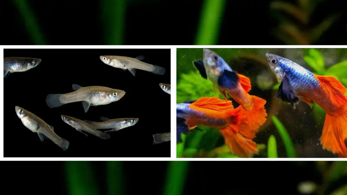 gambar-ikan-guppy-liar-vs-ikan-guppy-hias (1) Gambar ikan guppy liar vs ikan guppy hias