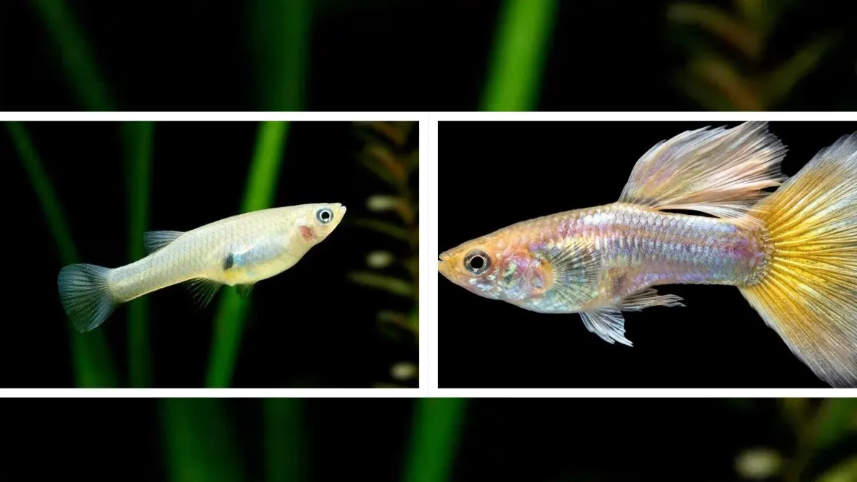 gambar-ikan-guppy-liar-vs-ikan-guppy-hias (2) Gambar ikan guppy liar vs ikan guppy hias