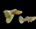Gambar ikan guppy liar vs ikan guppy hias