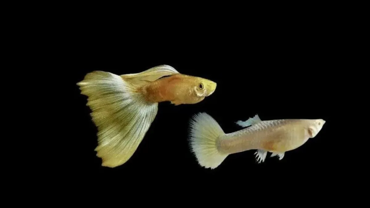 Gambar ikan guppy liar vs ikan guppy hias