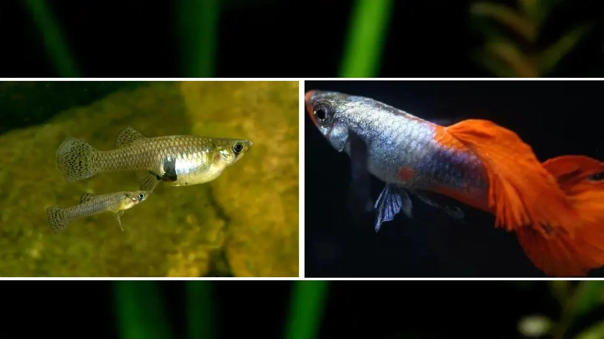 gambar-ikan-guppy-liar-vs-ikan-guppy-hias Gambar ikan guppy liar vs ikan guppy hias