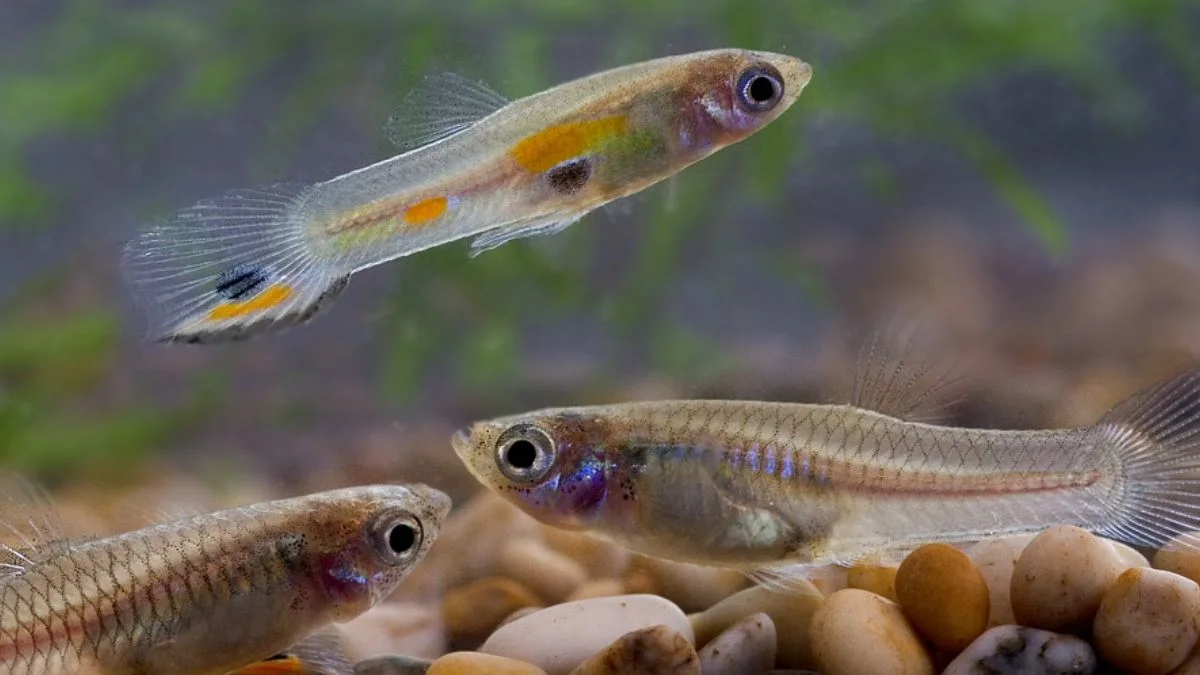 gambar-ikan-guppy-liar gambar ikan guppy liar