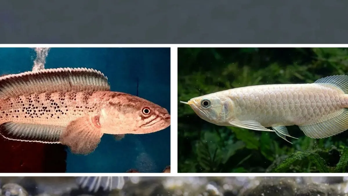 gambar-ikan-hias-channa-vs-ikan-arwana (1) Gambar ikan hias channa vs ikan arwana