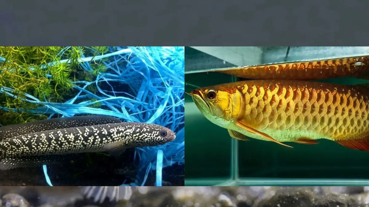 gambar-ikan-hias-channa-vs-ikan-arwana (2) Gambar ikan hias channa vs ikan arwana