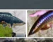 Gambar ikan hias channa vs ikan arwana