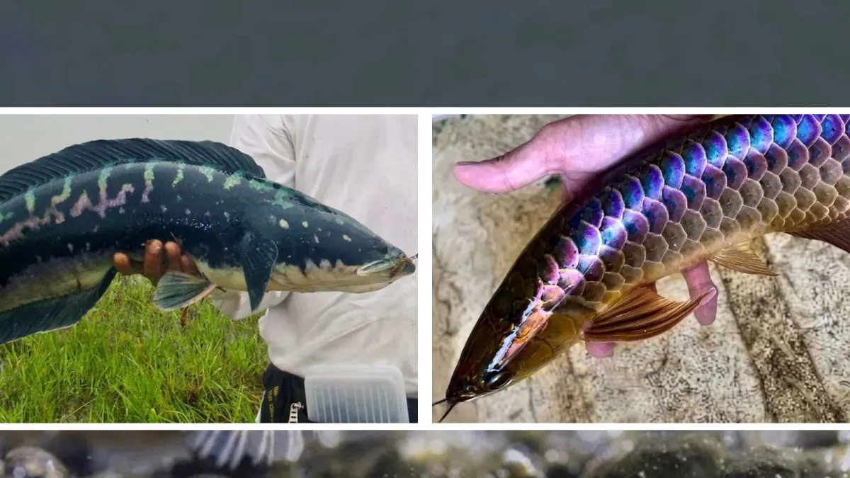 gambar-ikan-hias-channa-vs-ikan-arwana (3) Gambar ikan hias channa vs ikan arwana