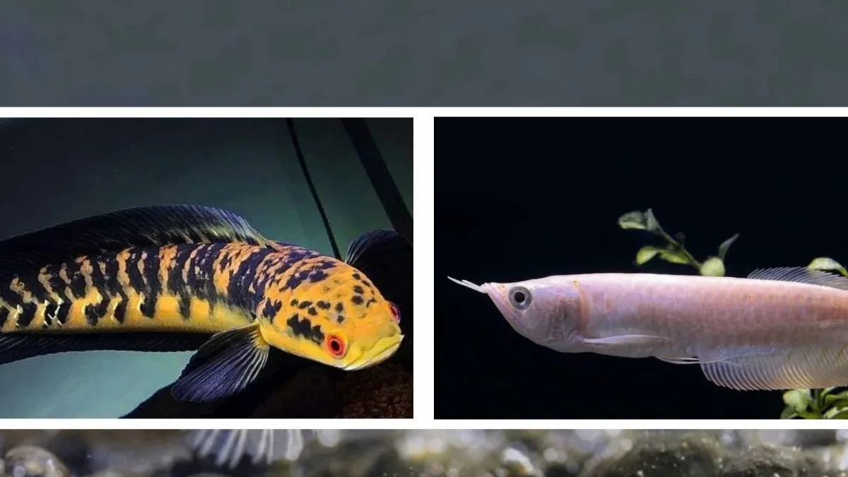 gambar-ikan-hias-channa-vs-ikan-arwana Gambar ikan hias channa vs ikan arwana