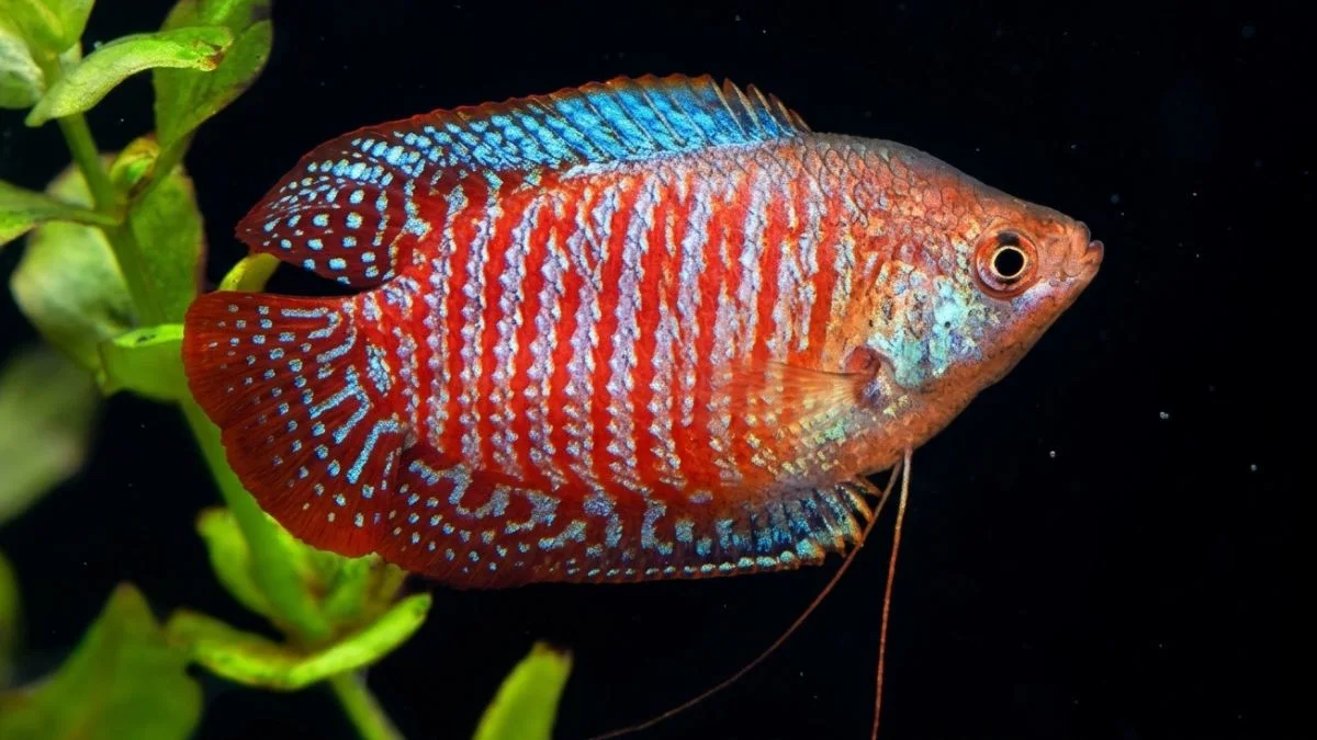 Gambar ikan hias kolam
