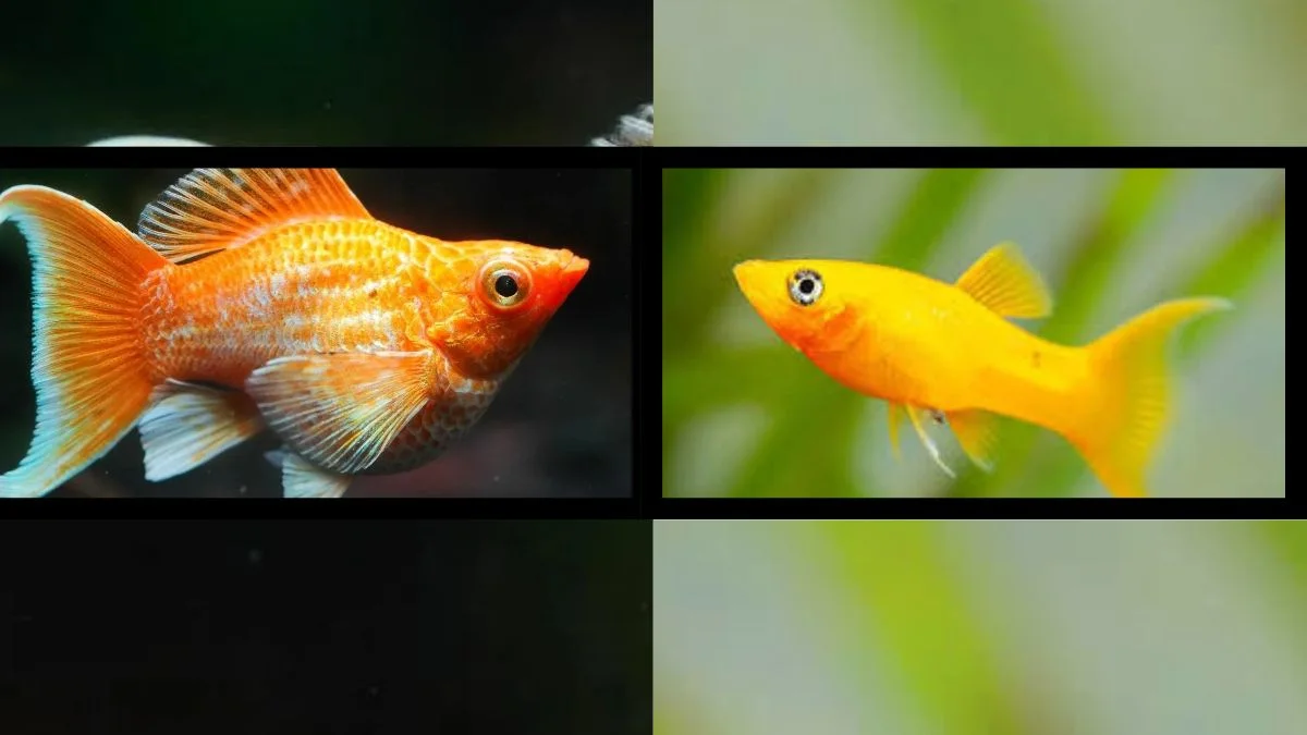 Gambar ikan molly vs molly long body untuk artikel harga ikan molly