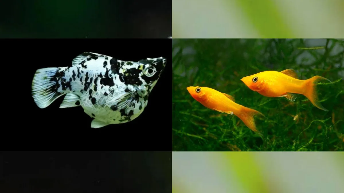 Gambar ikan molly vs molly long body untuk artikel harga ikan molly