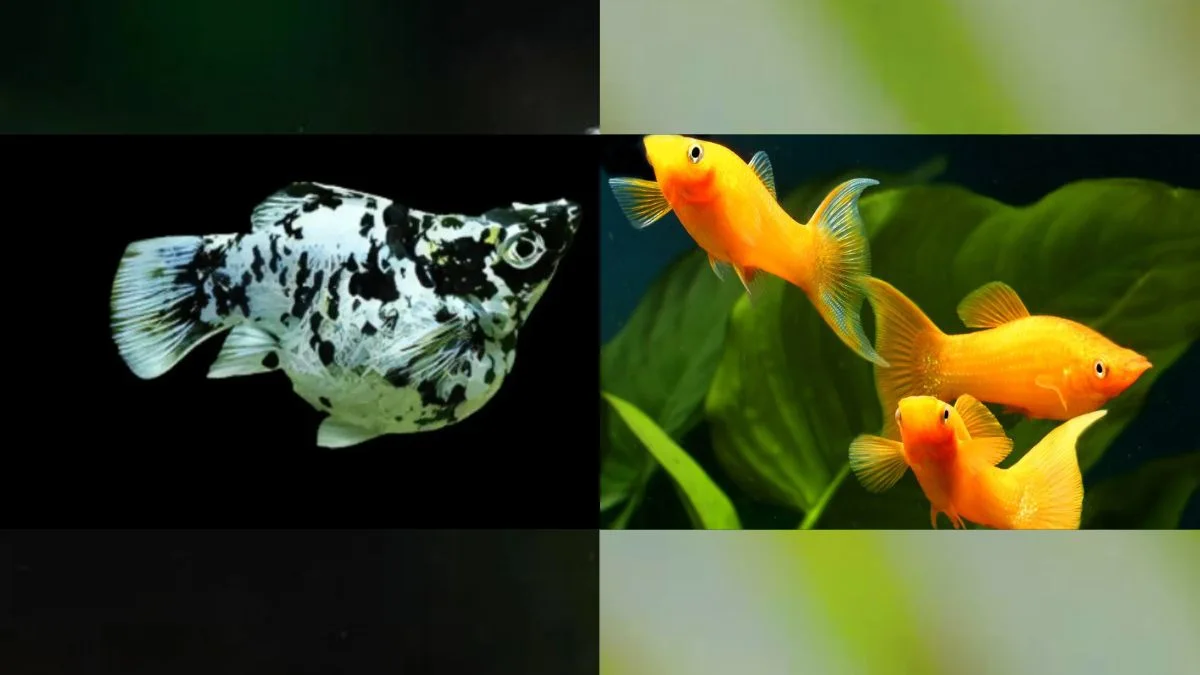 Gambar ikan molly vs molly long body untuk artikel harga ikan molly