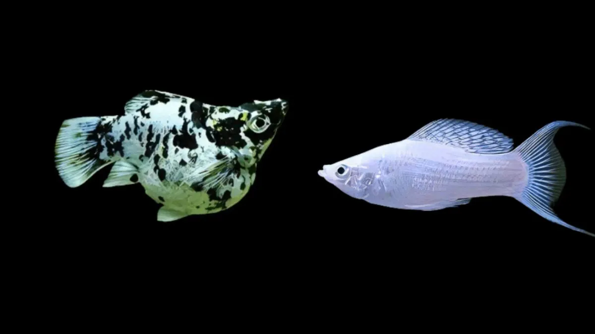 Gambar ikan molly vs molly long body untuk artikel harga ikan molly