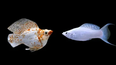 Gambar ikan molly vs molly long body untuk artikel harga ikan molly