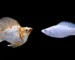 Gambar ikan molly vs molly long body untuk artikel harga ikan molly