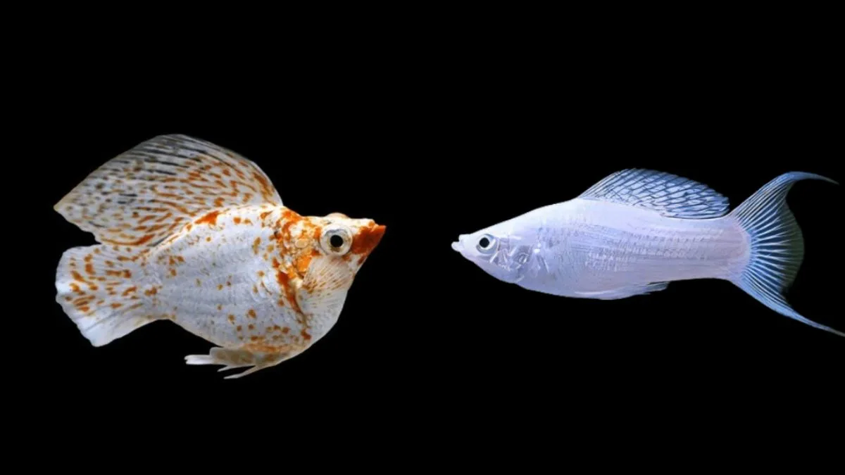 Gambar ikan molly vs molly long body untuk artikel harga ikan molly