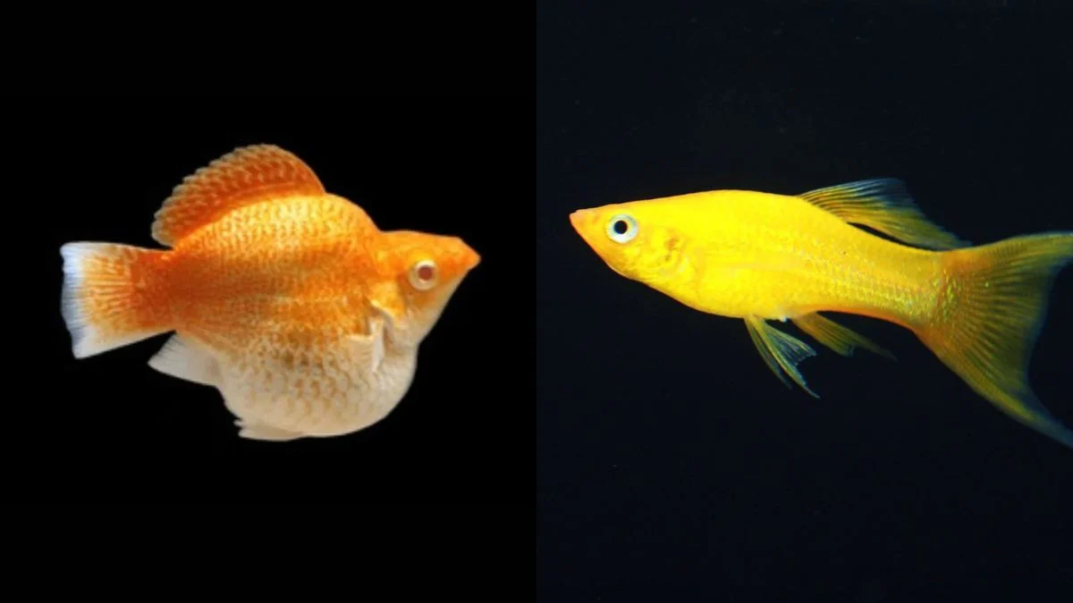 Gambar ikan molly vs molly long body untuk artikel harga ikan molly
