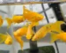 Gambar ikan molly Gold