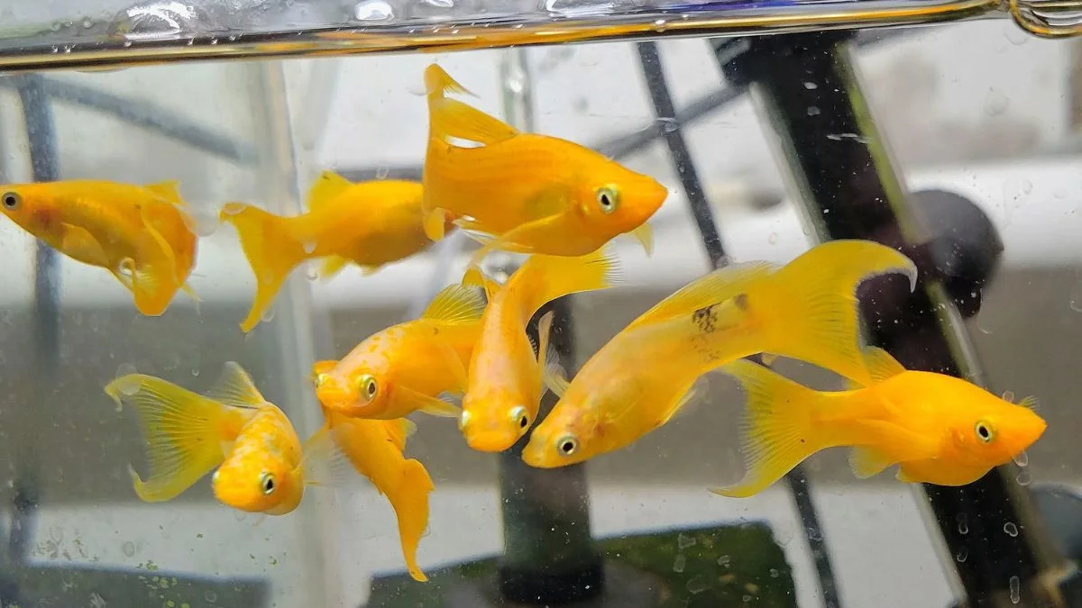 gambar-ikan-molly-gold-long-body (1) Gambar ikan molly Gold