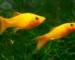 Gambar ikan molly gold cocok untuj artikel tentang penjual ikan hias online