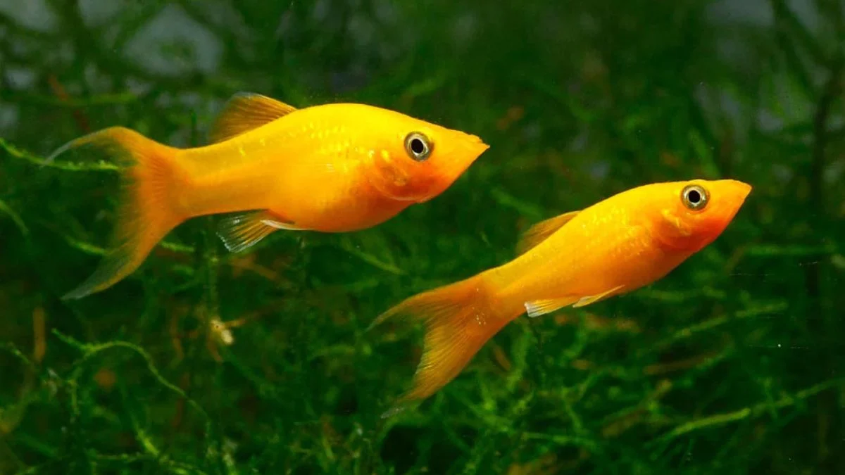 gambar-ikan-molly-gold-long-body (2) Gambar ikan molly gold cocok untuj artikel tentang penjual ikan hias online