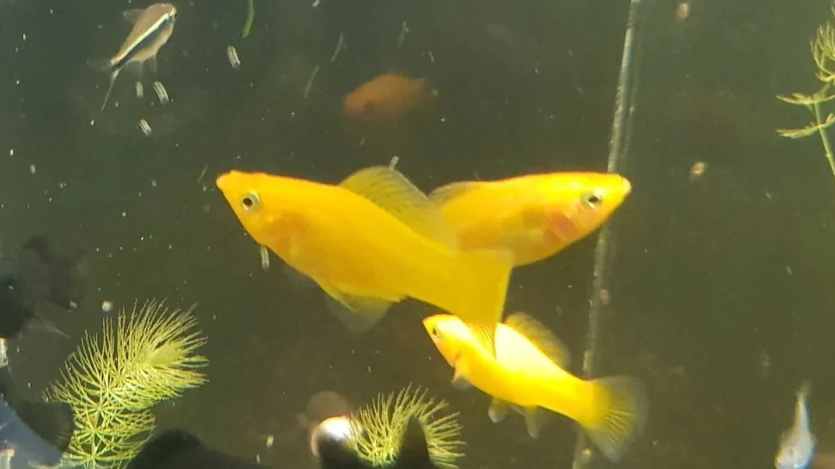 gambar-ikan-molly-gold-long-body Gambar ikan molly Gold