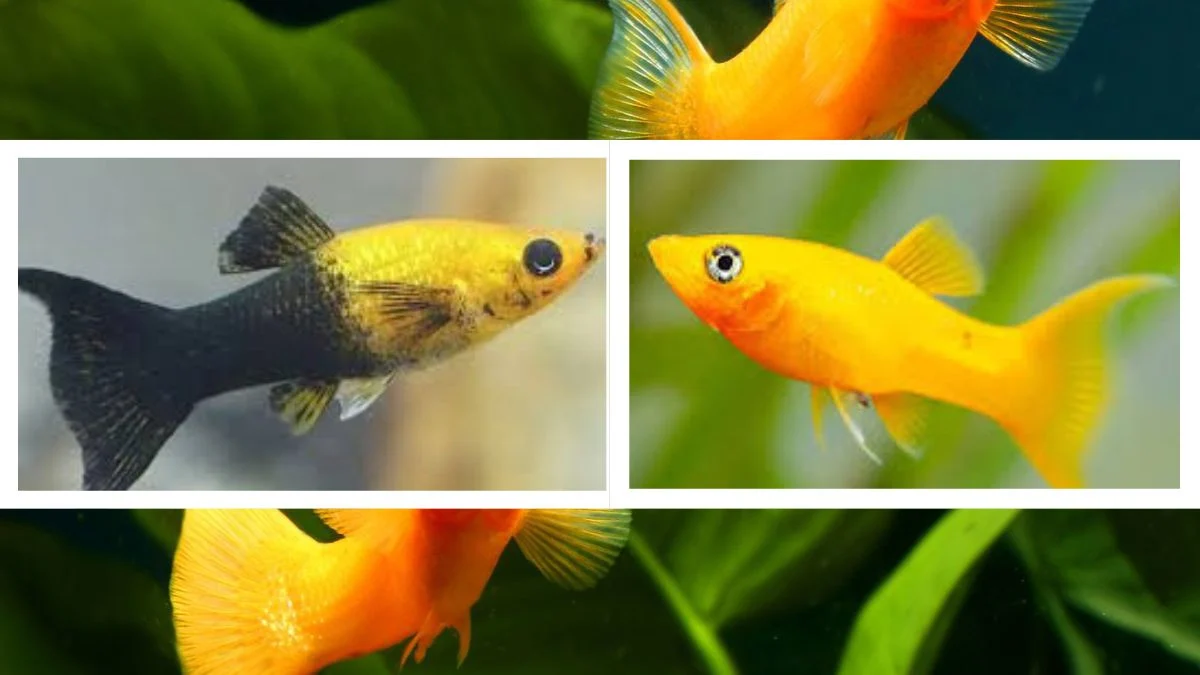 gambar-ikan-molly-golden-black-vs-molly-gold-long-body (1) Gambar ikan molly golden black vs molly gold long