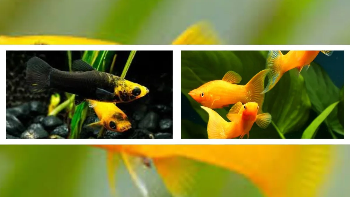 gambar-ikan-molly-golden-black-vs-molly-gold-long-body (2) Gambar ikan molly golden black vs molly gold long