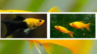 Gambar ikan molly golden black vs molly gold long