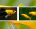 Gambar ikan molly golden black vs molly gold long