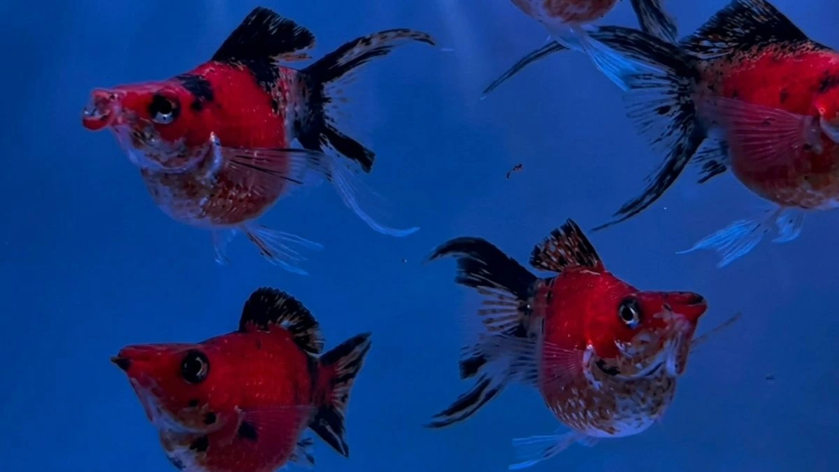 Gambar ikan molly golden tiger