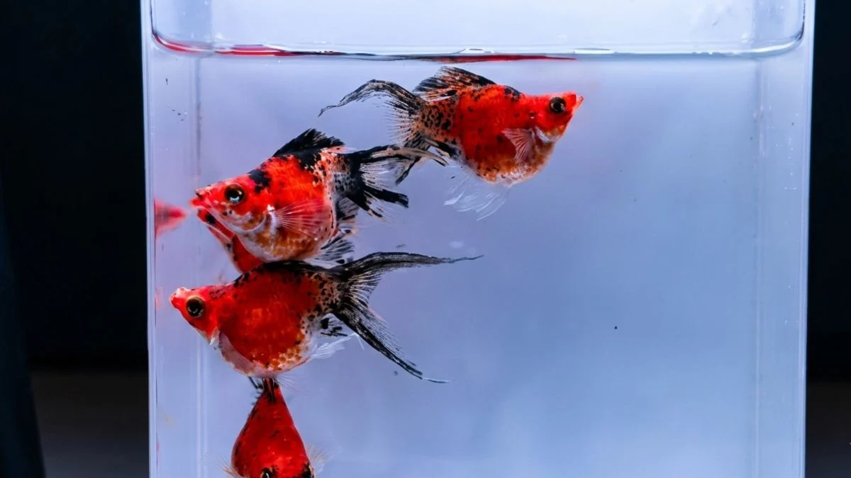 Gambar ikan molly golden tiger