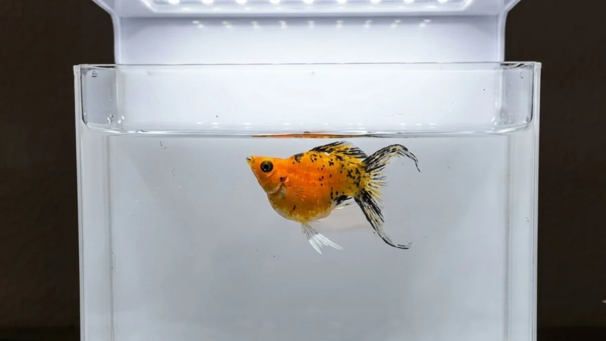 Gambar ikan molly golden tiger