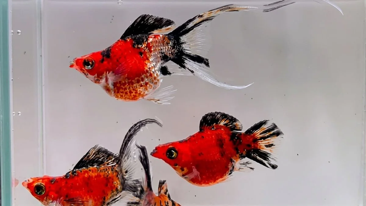 Gambar ikan molly golden tiger