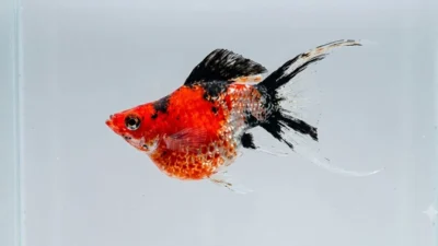 Gambar ikan molly golden tiger