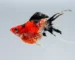 Gambar ikan molly golden tiger