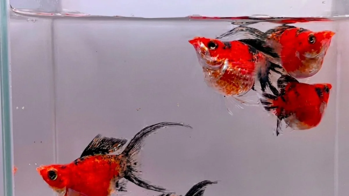 Gambar ikan molly golden tiger