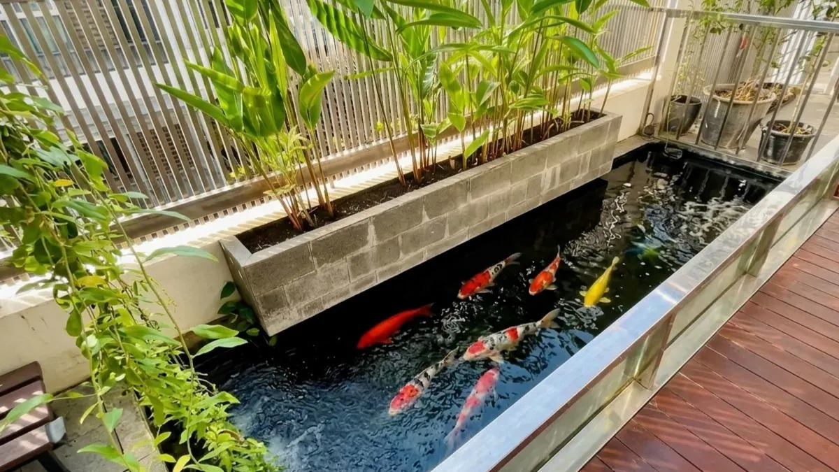 Gambr kolam koi untuk artikel berapa budget bikin kolam koi