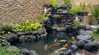 Gambr kolam koi untuk artikel berapa budget bikin kolam koi