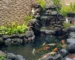 Gambr kolam koi untuk artikel berapa budget bikin kolam koi