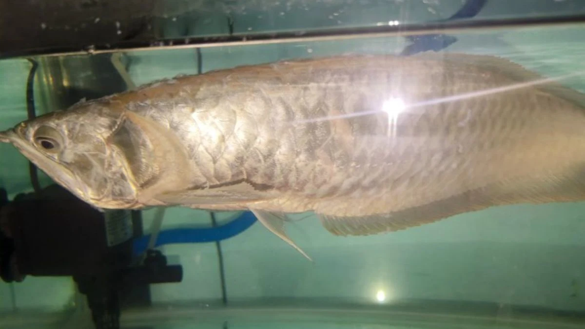 Gambar penyakit ikan arwana