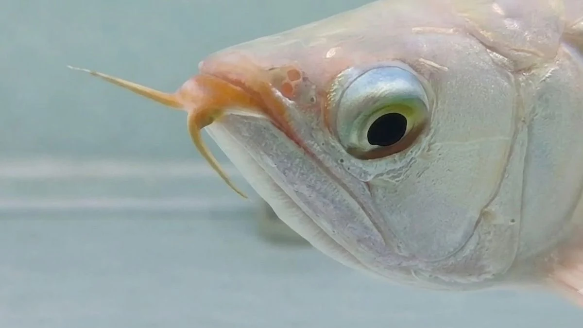 Gambar penyakit ikan arwana drop eye