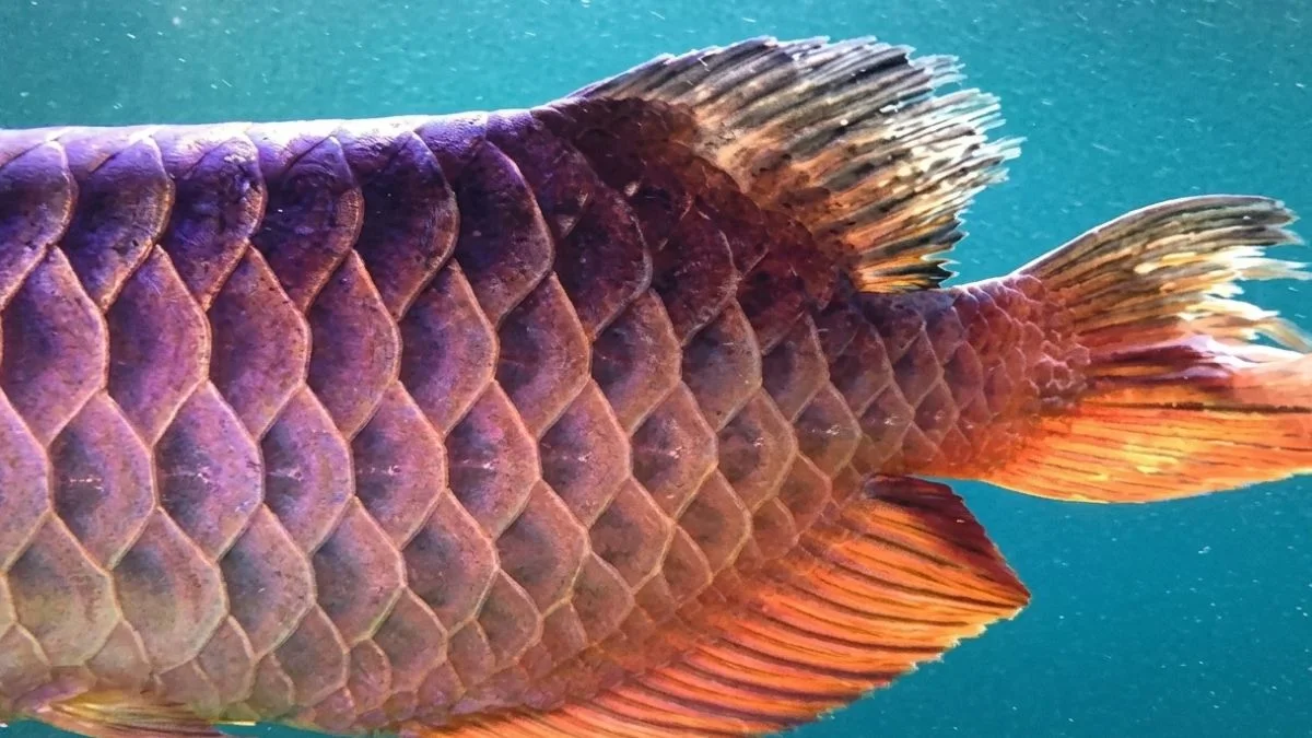 Gambar penyakit ikan arwana