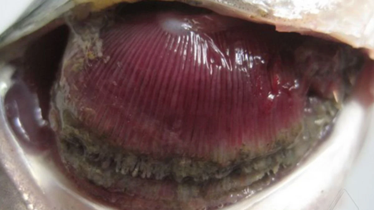 Gambar penyakit ikan arwana