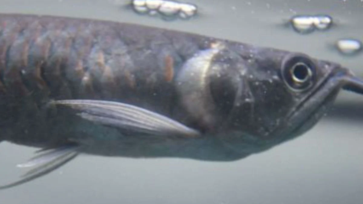 Gambar penyakit ikan arwana ich