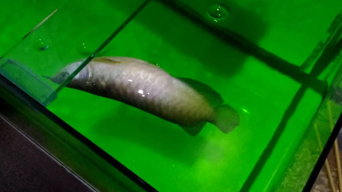 Gambar penyakit ikan arwana